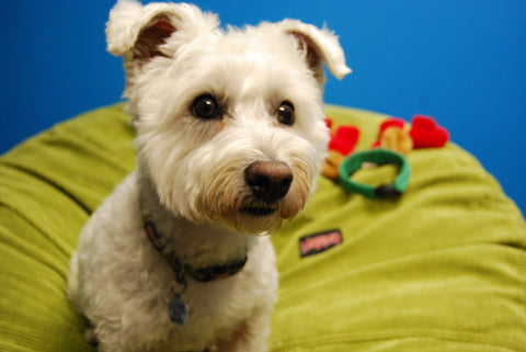 What Sparked Me to Become a Chief Pet-Friendly Officer