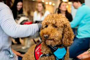 IDEXX Pet therapy dog Bruce