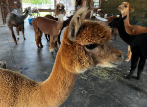 Alpacas are probably not allowed in pet-friendly offices