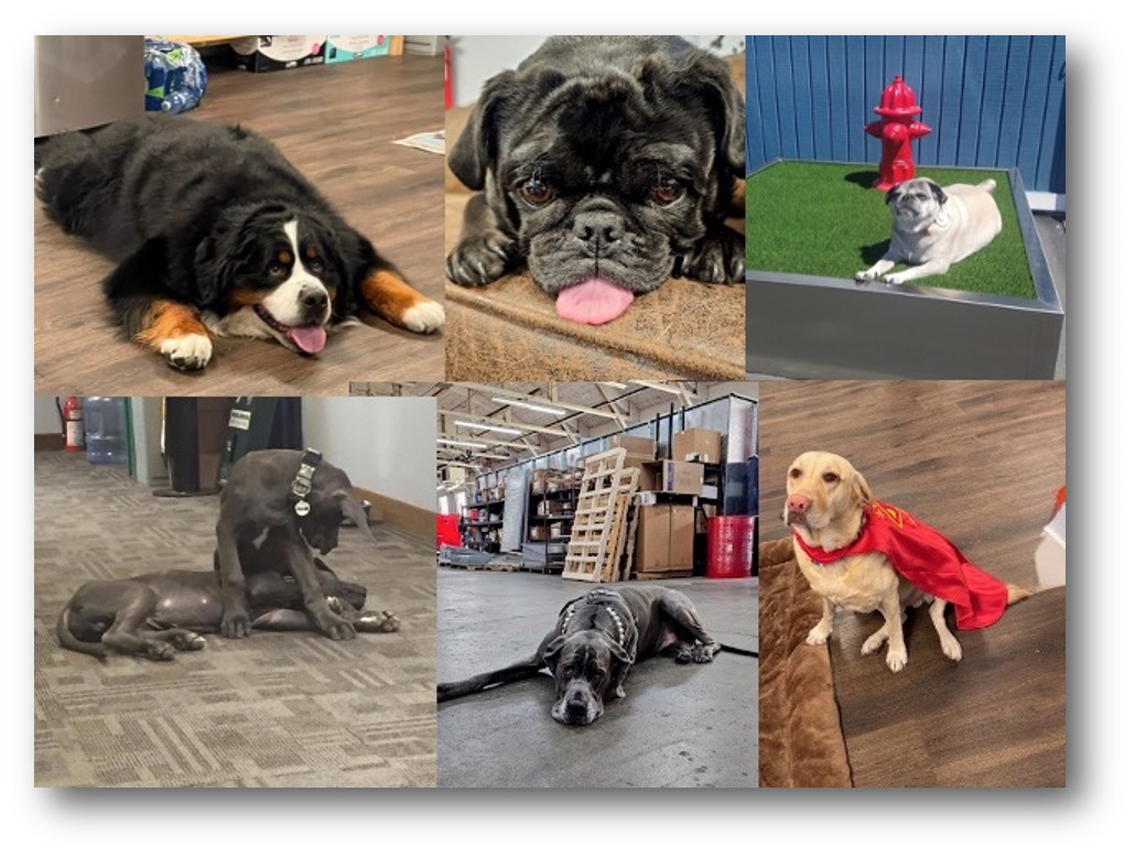 Office dogs at Dog-ON-It-Parks