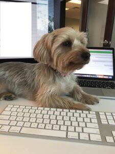 Little dogs enjoy office perks at the NAVC