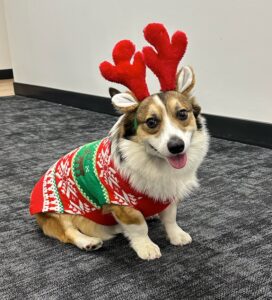 Corgi office dog wears holiday antlers at NAVC