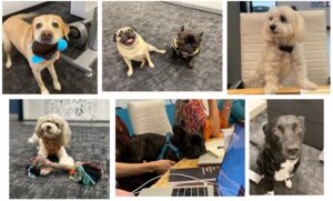 A lovely collage of office dogs at the NAVC