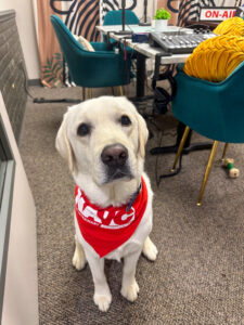 An NAVC office dog proudly wears the NAVC bandana